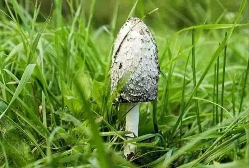 常见疑问：水培容易烂根怎么办？