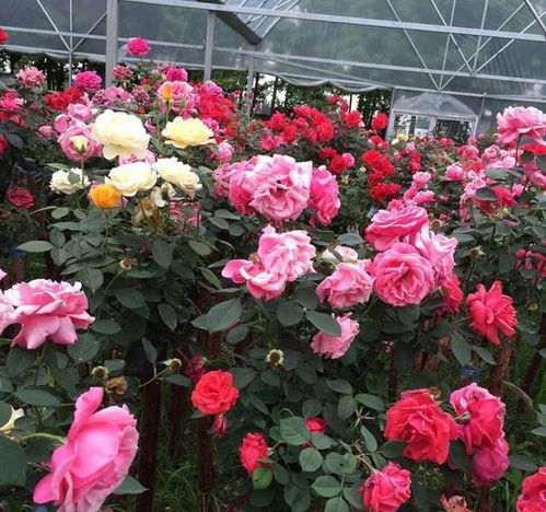 修剪要讲究，树状月季才嫩开花多、开得好