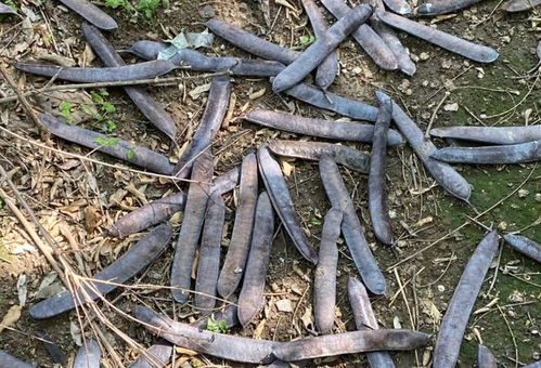 树大招风， 中药里的“古董级选手”