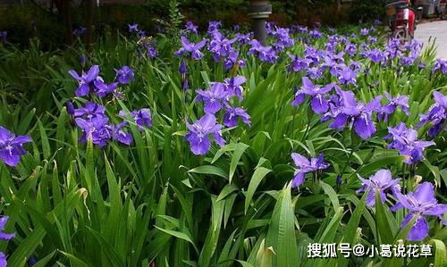 紫色花开，蝴蝶翩翩