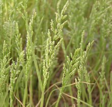 土壤湿度大，乙草胺geng威风