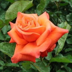 五、 种植基质：了解原土配比