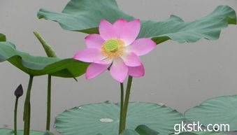 荷花的种子，放水里要几天发芽呢？