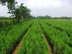 寻宝之旅：哪家苗木基地的苗木好卖？