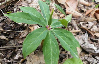 影响重楼出苗速度的因素