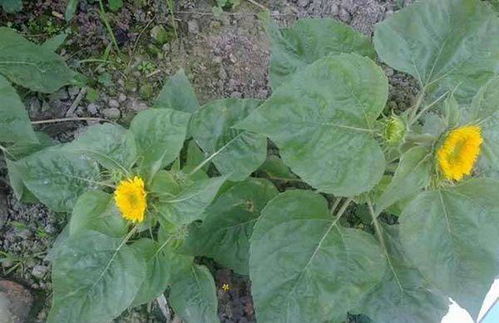 除虫菊的植物学信息：生长习性与分布