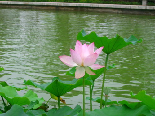 莲花，出淤泥而不染