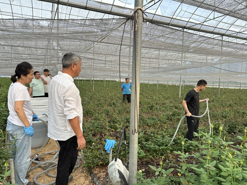 月季除草剂小探秘