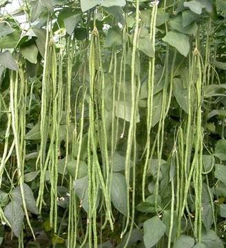 李先生农药菜豆病虫害综合防治知识
