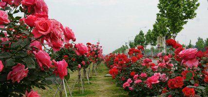 基肥的巧妙施用