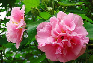 木芙蓉：这个花期可真长， 种在院里特方便，长得快，也不容易生病，还Neng吸附灰尘，净化空气，耐寒Neng力也hen强。