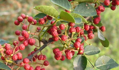 想种花椒树几年结果？早结果、多结果的方法有哪些