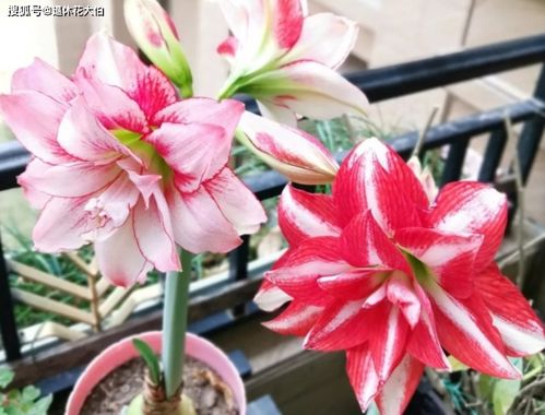 朱顶红花谢后管理攻略，打造爆款家居绿植！