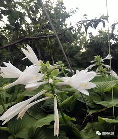 白玉簪的花语是传递祝福和美好，那么送白玉簪给朋友有什么特别的寓意吗