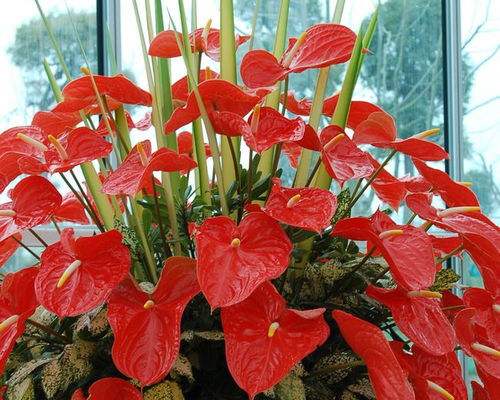 浓肥易烧根， 小心别过量