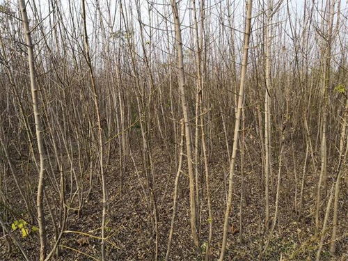 再说说 咱们得注意这雪松的养护