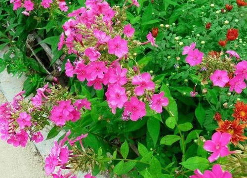 排水三绝招：让花卉远离积水烦恼