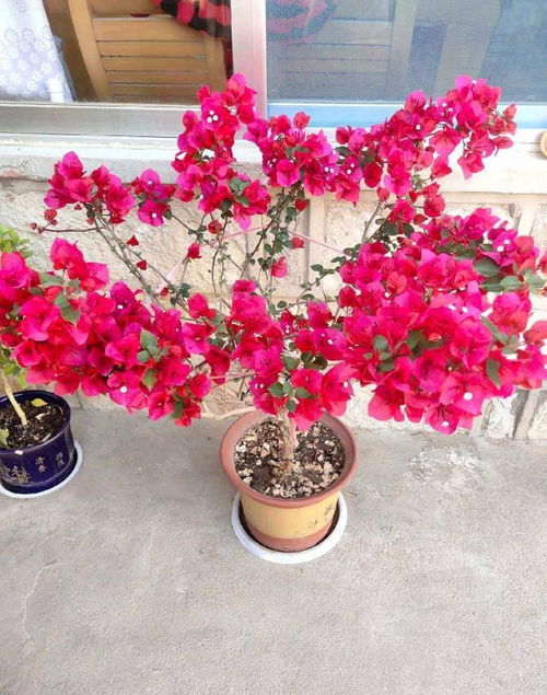 三角梅如何种植才能成活？