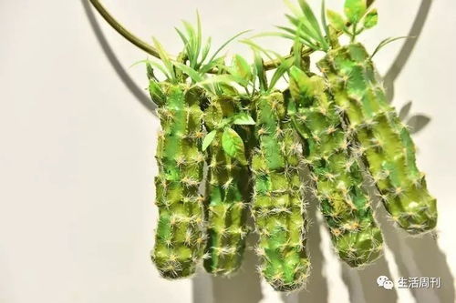 环保材料， 淀粉塑料