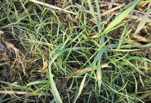 小麦田除草剂， 旱田和水田不一样