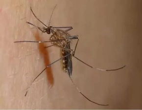 夏日驱蚊，这些植物来帮忙！