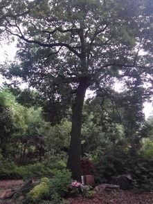 香樟树的花，园林师傅
