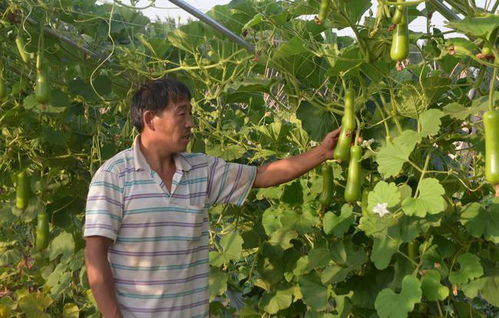 农村种植的多样化尝试