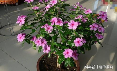南方养花，如何配置花土更适宜