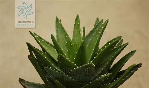 夜色中的绿意守护者