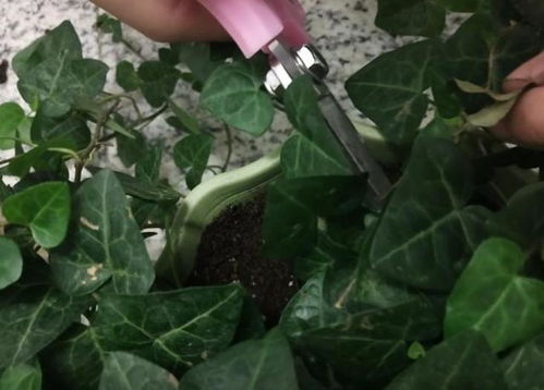 修剪与整形：保持长青藤的优美形态