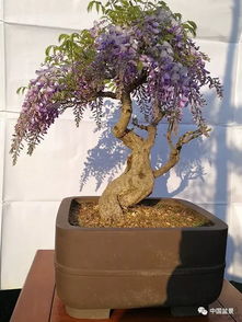 繁殖方法，紫藤的延续者