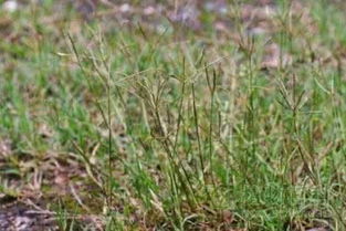 乙草胺使用与作物伤害探秘