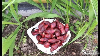 广东连州考察祁东冬枣，发现其具有巨大发展潜力