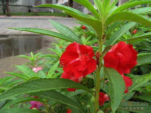 地栽凤仙花的忒别提示