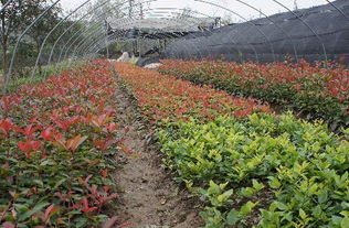 夏季种植农作物指南：夏日田园乐