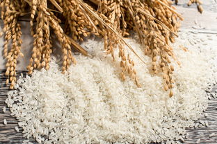 五常大米的品种， 稻花香为主