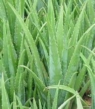 芦荟幼苗如何科学种植？如何让芦荟幼苗茁壮成长