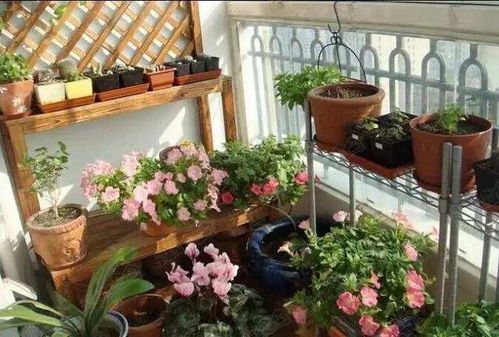 矮牵牛：色彩斑斓的阳台风景