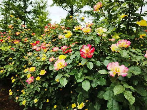 先来聊聊桃染月季， 那可是粉嫩嫩的