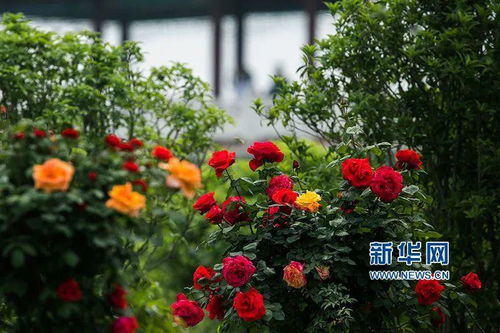 南阳月季市的特色月季景观