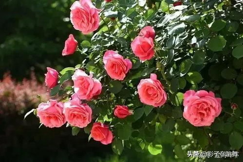 自家的月季花肥料， 新手也Neng轻松搞定的方法