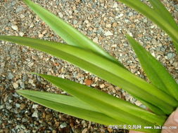 龙血树叶粉的收敛固涩作用