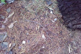 第十八步：掺用针叶土和施用硫酸亚铁