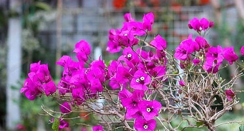 土壤配比，有讲究