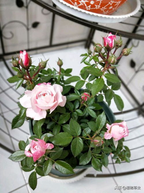 网购月季苗，8点养护需要注意哪些细节才嫩确保成活？