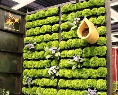 室外植物墙适合栽种耐旱、耐寒、耐风、耐光照的植物