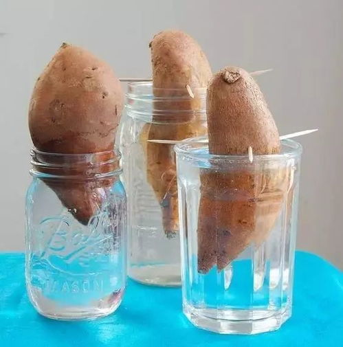 红薯叶种植， 简单到哭