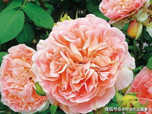 香味，混合着草香和玫瑰