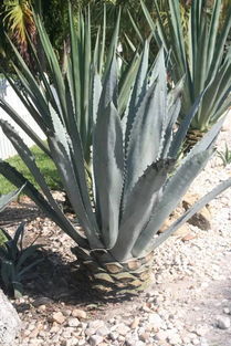 招数一：堪刺摸叶察汁液