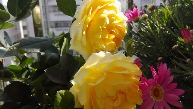 丰花月季：枝条顶端多头开花